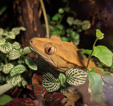 Illustration of Crested Geckos Nutrition